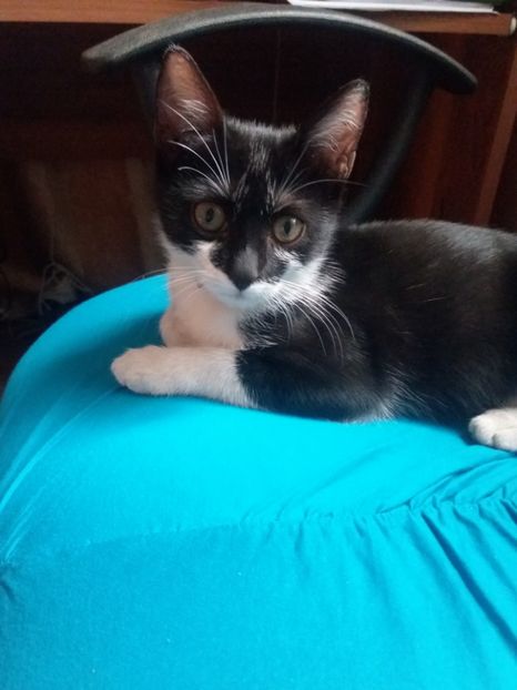  - Misha- Enosesti 2019