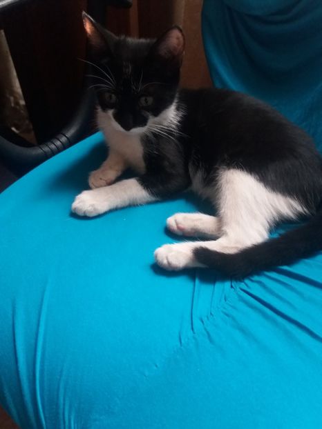  - Misha- Enosesti 2019