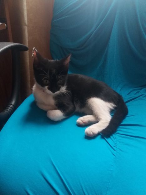  - Misha- Enosesti 2019