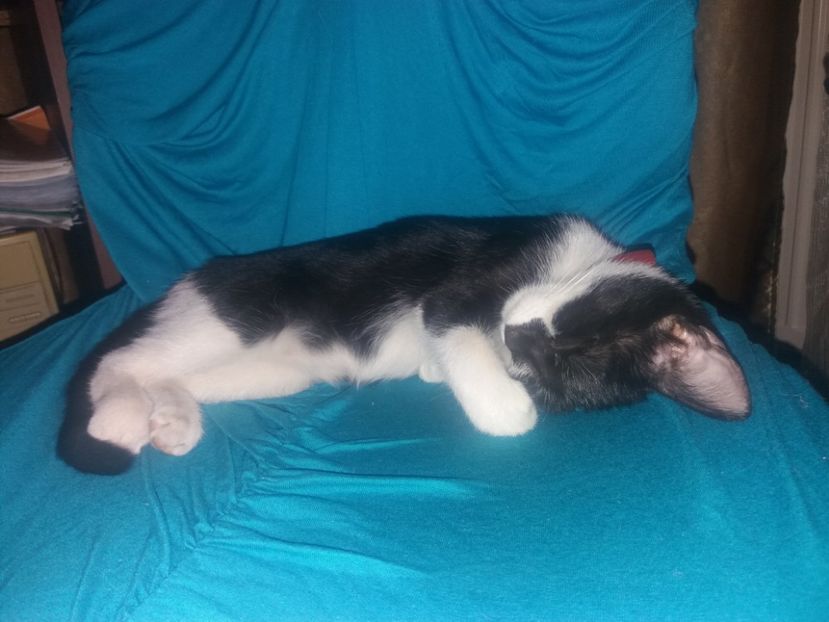  - Misha- Enosesti 2019