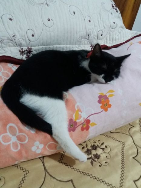  - Misha- Enosesti 2019
