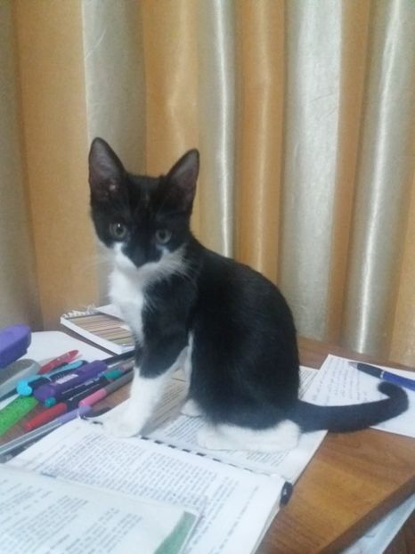  - Misha- Enosesti 2019