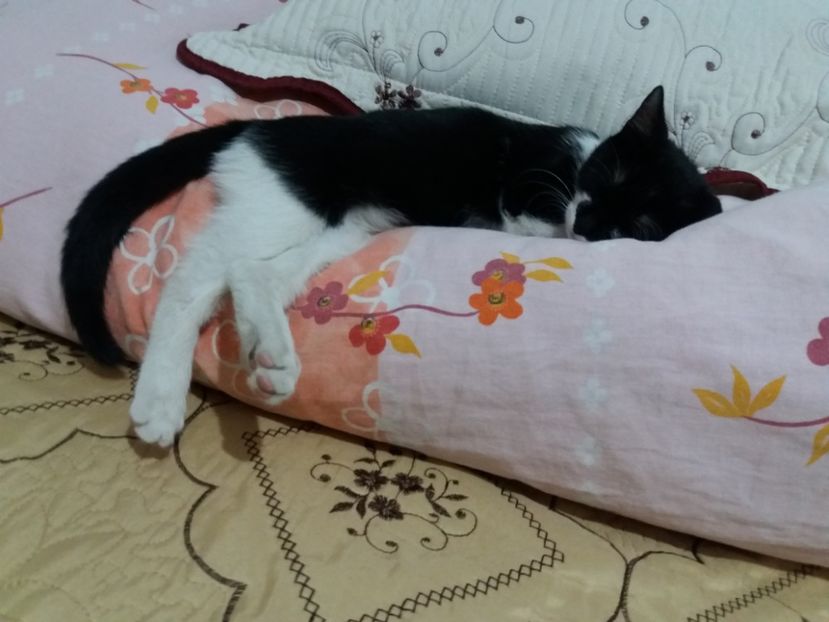  - Misha- Enosesti 2019
