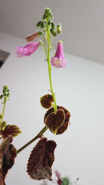 Smithiantha Midvinterljus - episcii si chirite si alte gesneriaceae