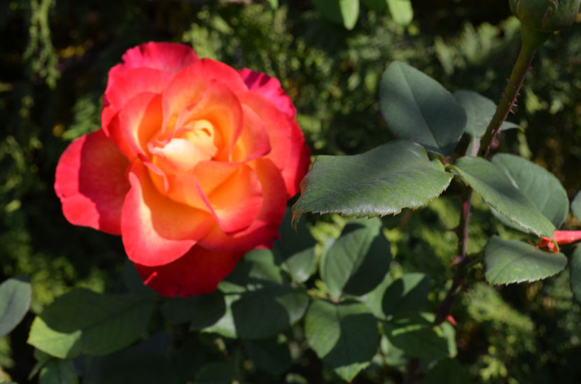  - dragostea  de natura