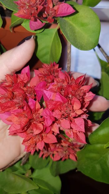  - Bougainvillea 2020