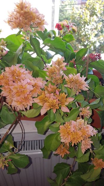  - Bougainvillea 2020