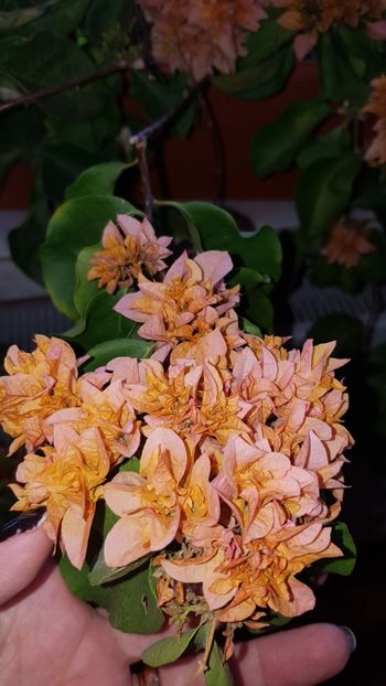  - Bougainvillea 2020