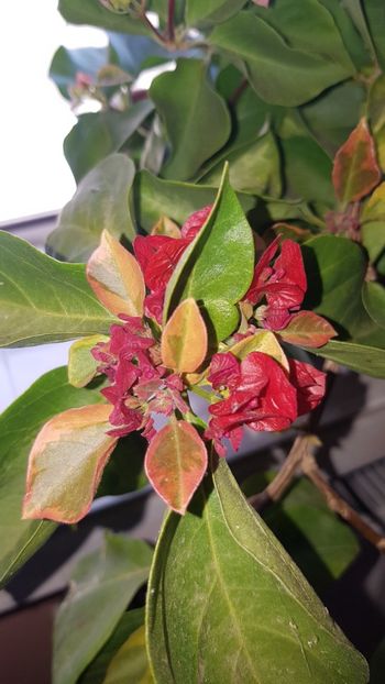  - Bougainvillea 2020