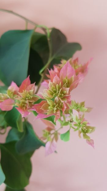  - Bougainvillea 2020