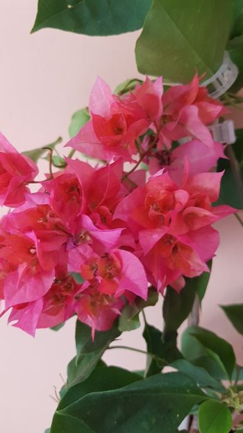  - Bougainvillea 2020