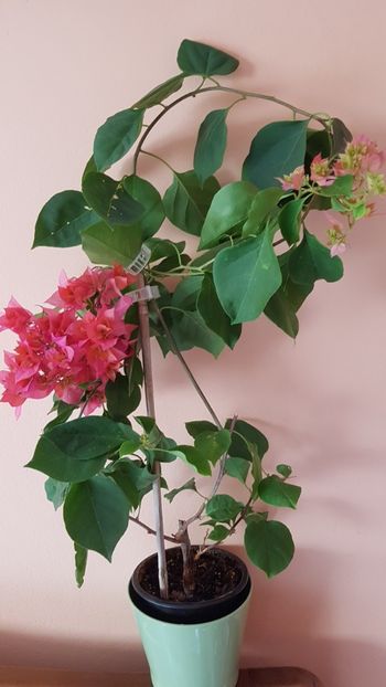  - Bougainvillea 2020