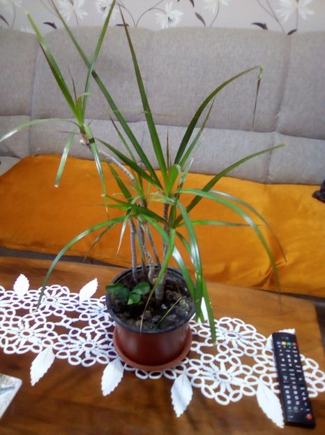 Dracaena Marginata - 0 Donez 2019