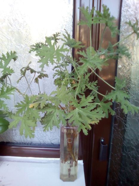 Citronella Scented Pelargonium rezervat - 0 Donez 2019