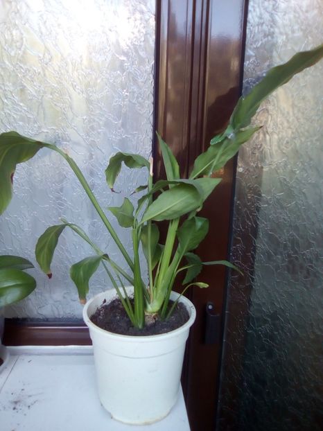 Spathiphyllum - 0 Donez 2019