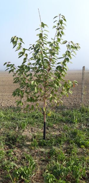  - Livada 1 anul ll 2019