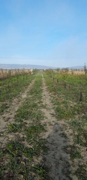  - Livada 1 anul ll 2019