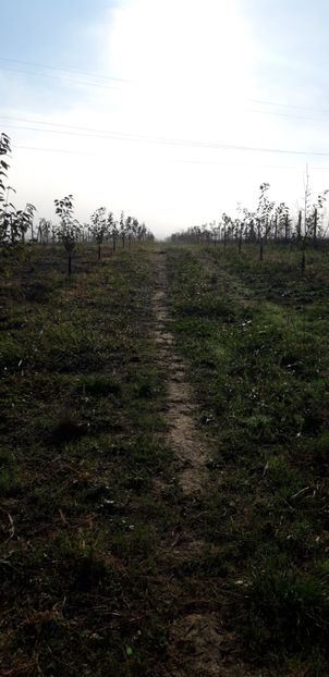  - Livada 1 anul ll 2019