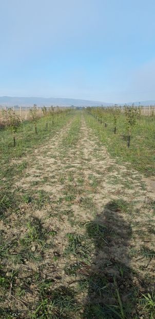  - Livada 1 anul ll 2019