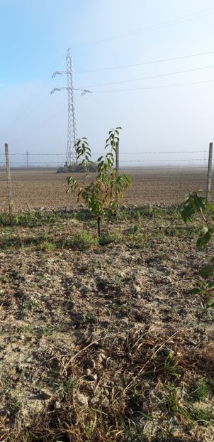  - Livada 1 anul ll 2019