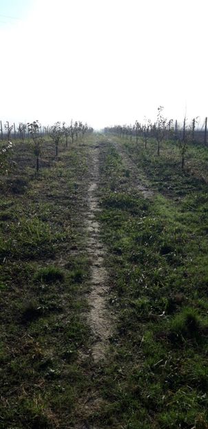  - Livada 1 anul ll 2019