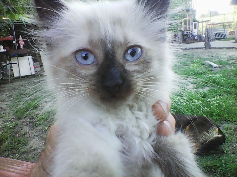 Photo3032 - 7 PISICUTE