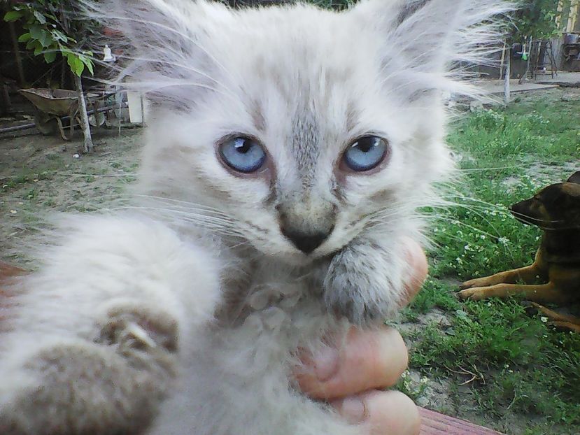 Photo3054 - 7 PISICUTE