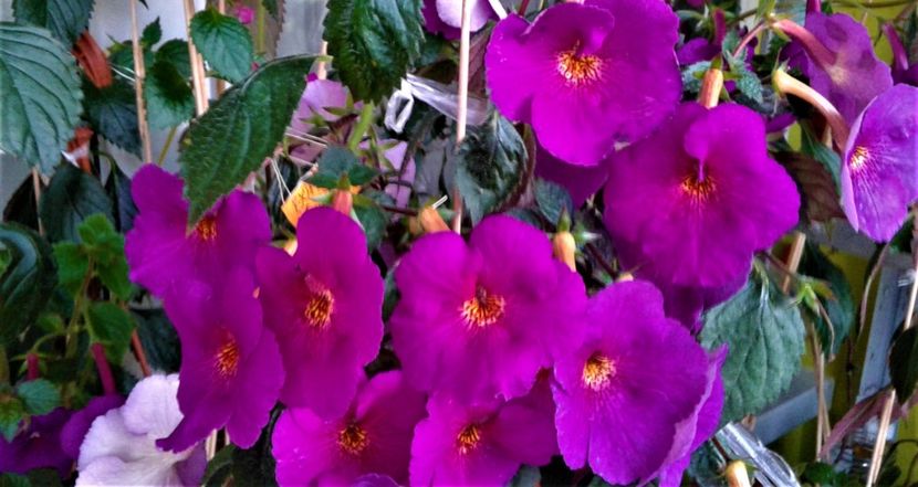 20191014_081429-1 - Achimenes Extravaganza