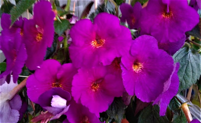 20191014_081438-2 - Achimenes Extravaganza