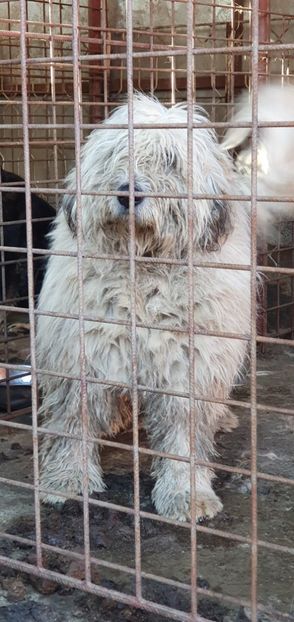  - C-Ciobanesc mioritic