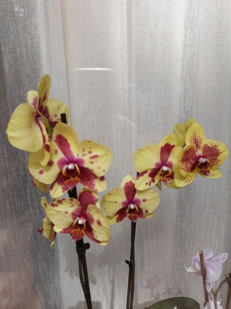  - 2 Orhidee Phalenopsis