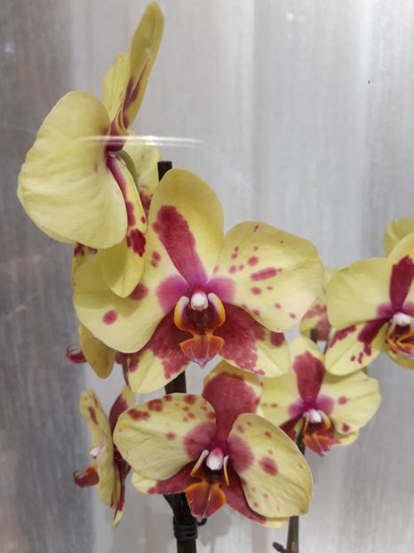  - 2 Orhidee Phalenopsis