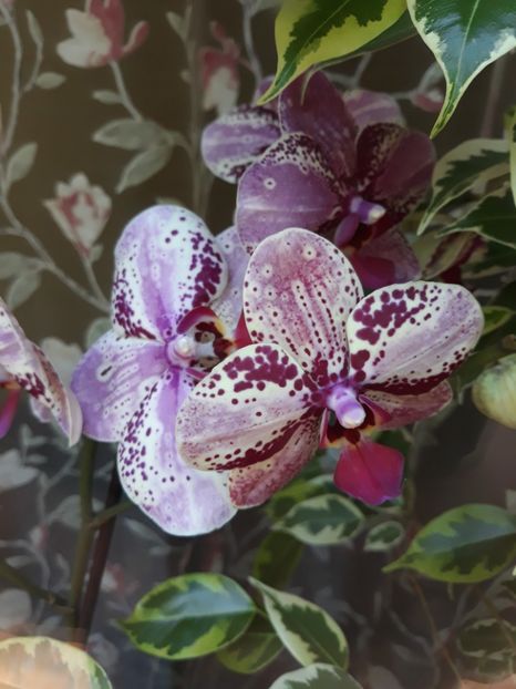  - 2 Orhidee Phalenopsis