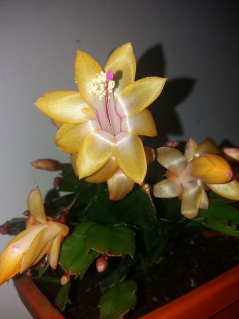  - Florile mele octombrie 2019