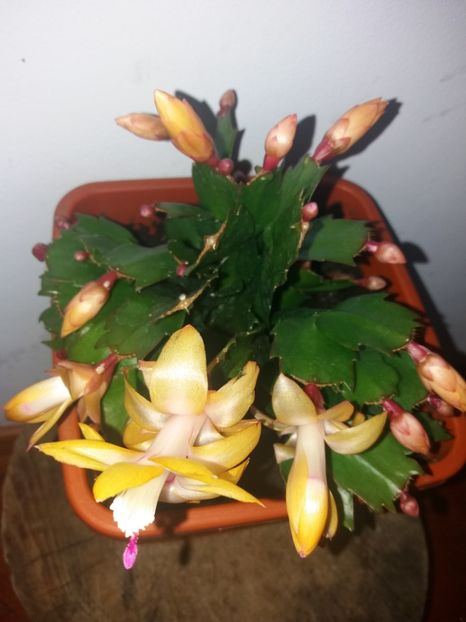  - Florile mele octombrie 2019