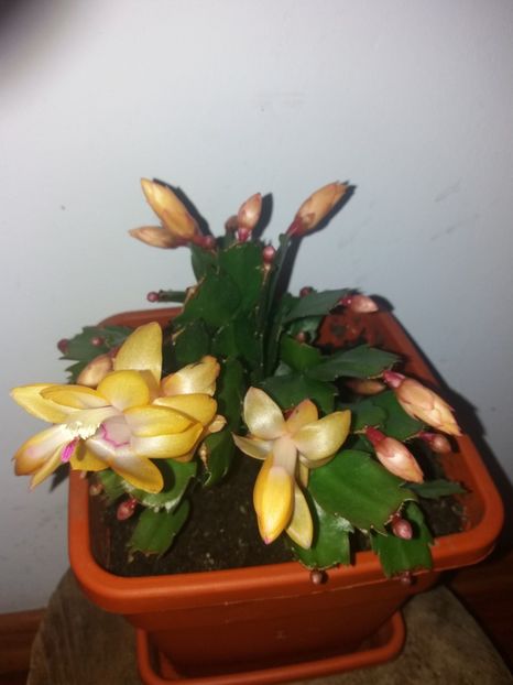  - Florile mele octombrie 2019