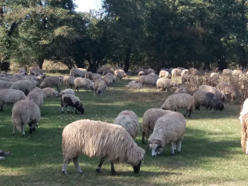  - La iarbă verde cu prietenii in octombrie 2019