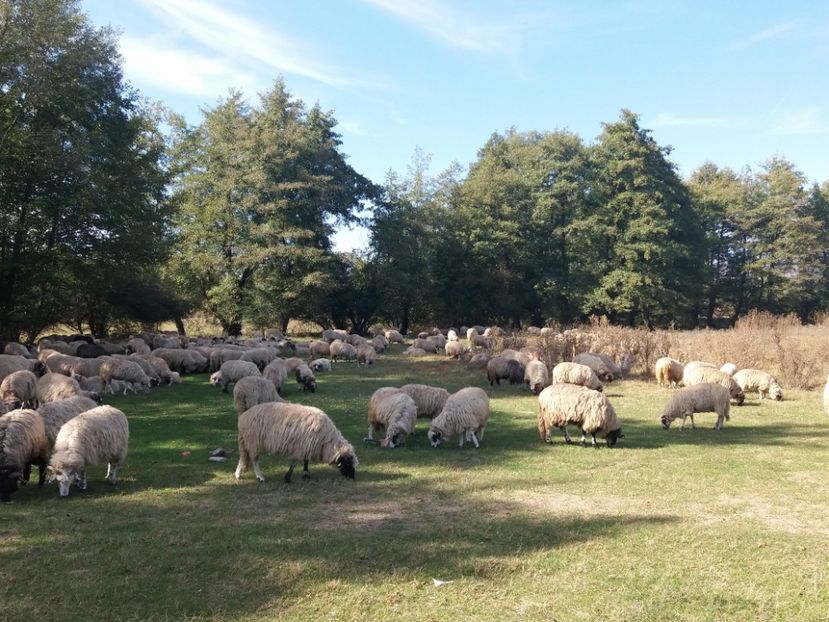  - La iarbă verde cu prietenii in octombrie 2019