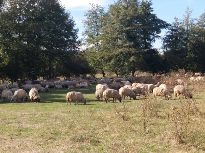  - La iarbă verde cu prietenii in octombrie 2019