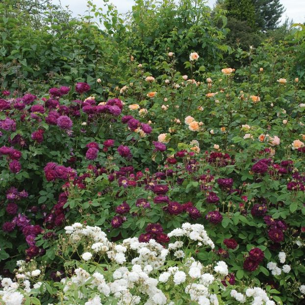 Tuscany_Superb_2_2 - NUITS THE YOUNG