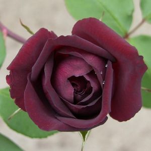 louis_xiv_1_1000px - LUDOVIC al XIV