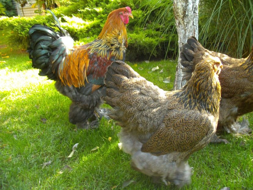 PICT0012 - I-BRAHMA POTARNICHIU