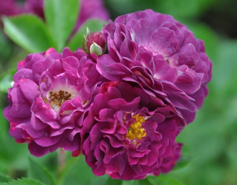 bleu-magent-6 - BLUE MAGENTA