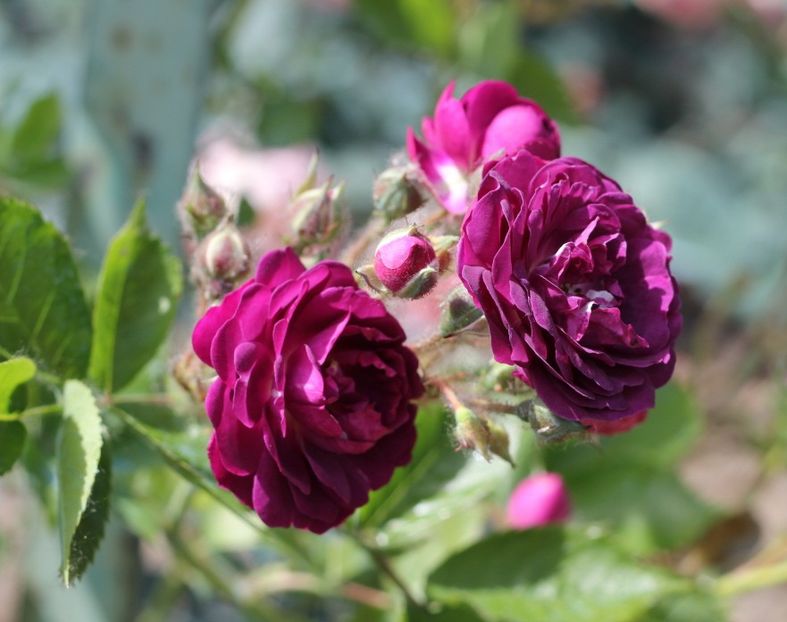 bleu-magenta - 16 - BLUE MAGENTA