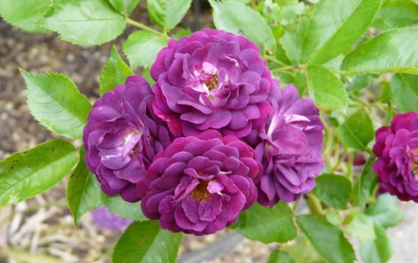 bleu-magenta1a - BLUE MAGENTA