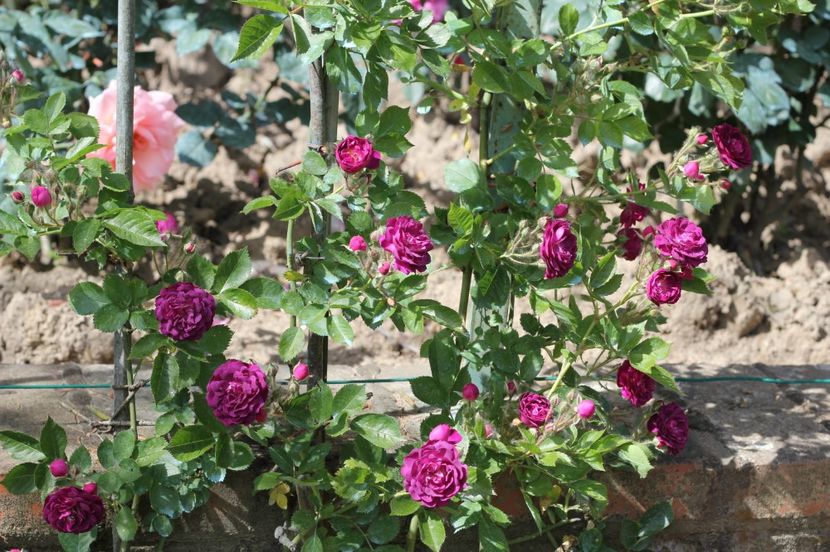 bleu-magenta-18 - BLUE MAGENTA