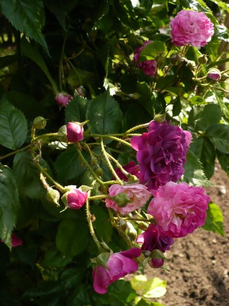 bleu-magenta-19 - BLUE MAGENTA