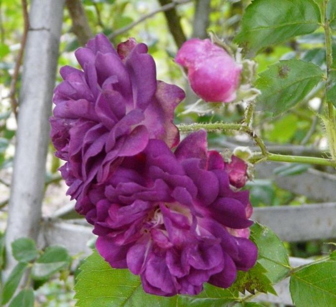 bleu-magentaa - BLUE MAGENTA