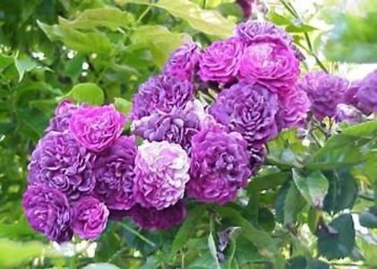 Blue Magenta -7 - BLUE MAGENTA