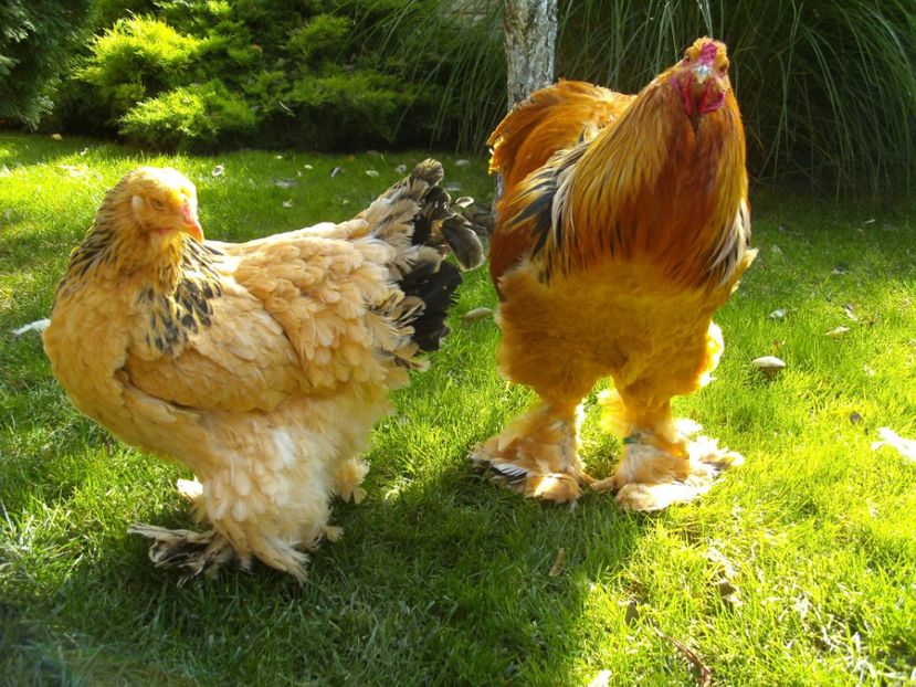 PICT0043 - BRAHMA COLUMBIA